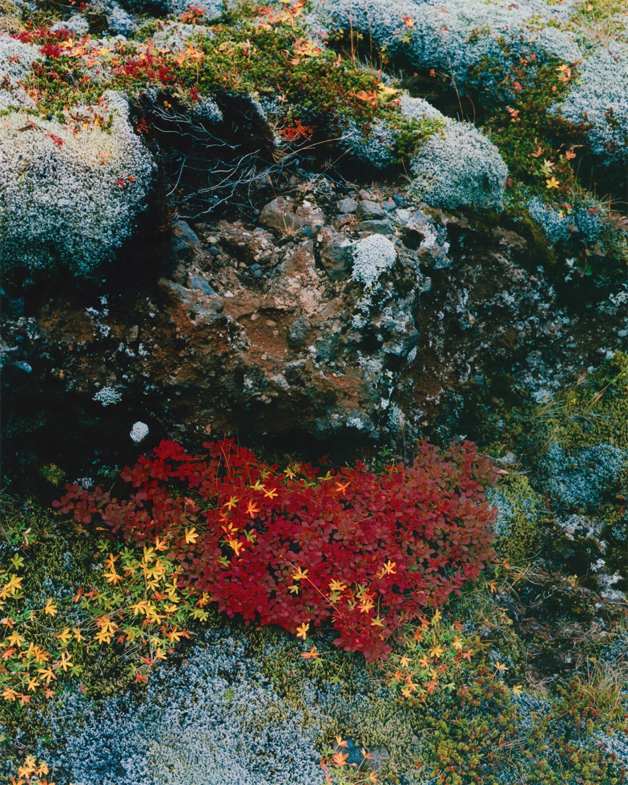 An Elven Alliance Is Protecting Iceland’s Natural Wonders