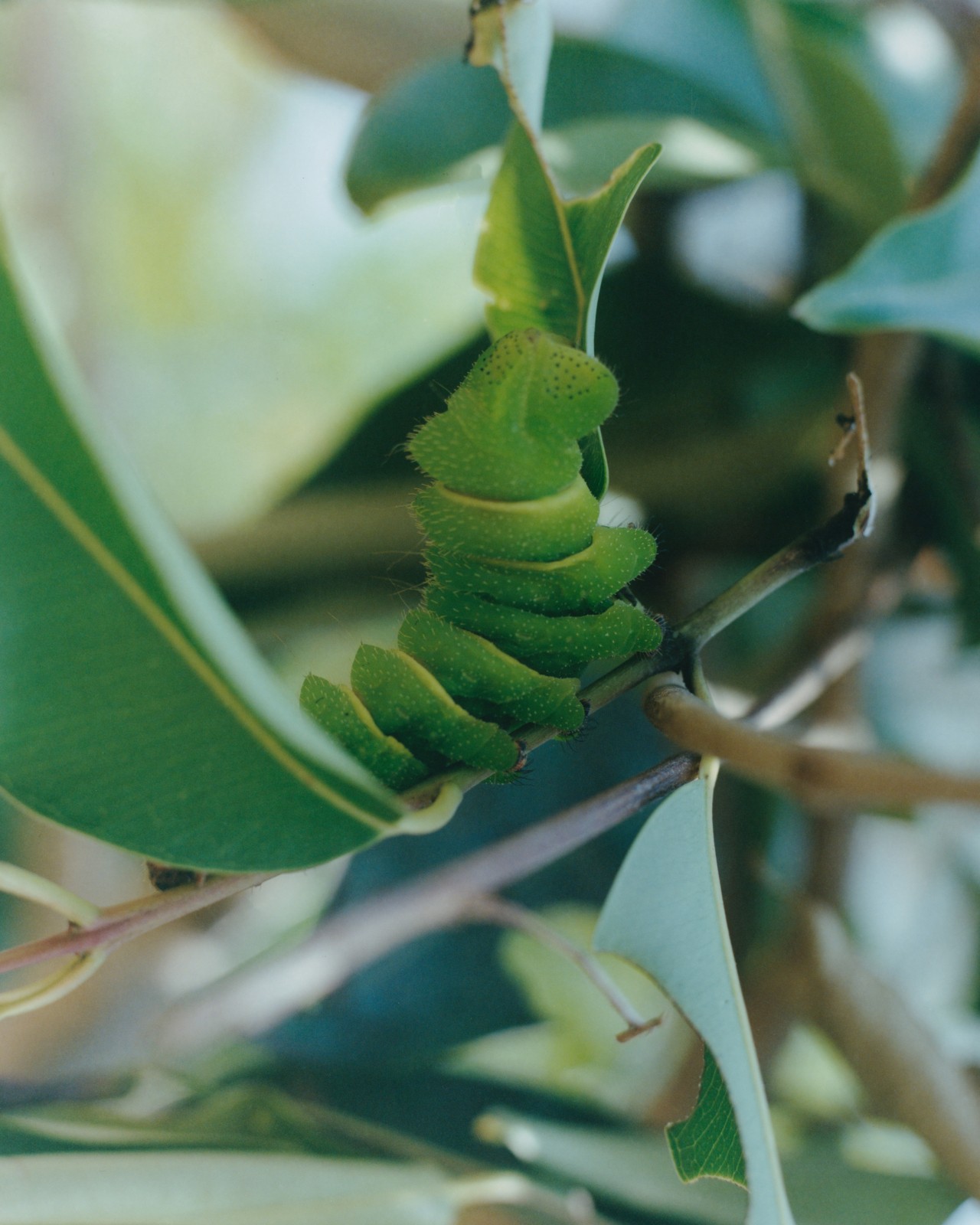 A small, green caterpillar crawls along a leafy branch.