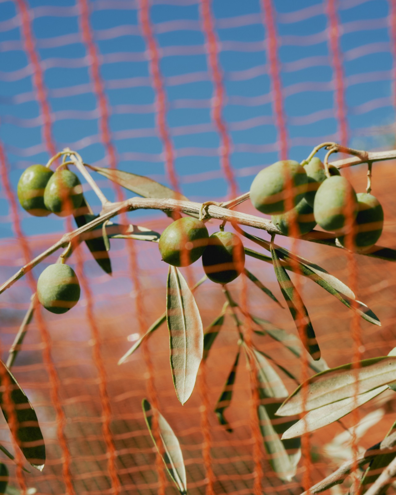 West Bank’s Ancient Olive Trees Face Their Biggest Threat Yet
