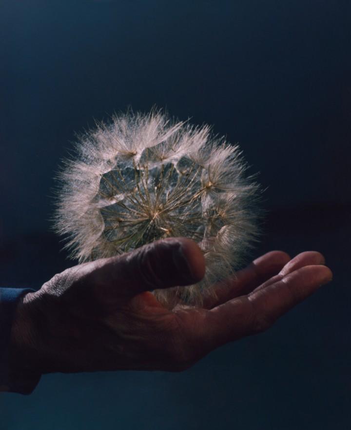 A large dandelion rests on a person's palm.