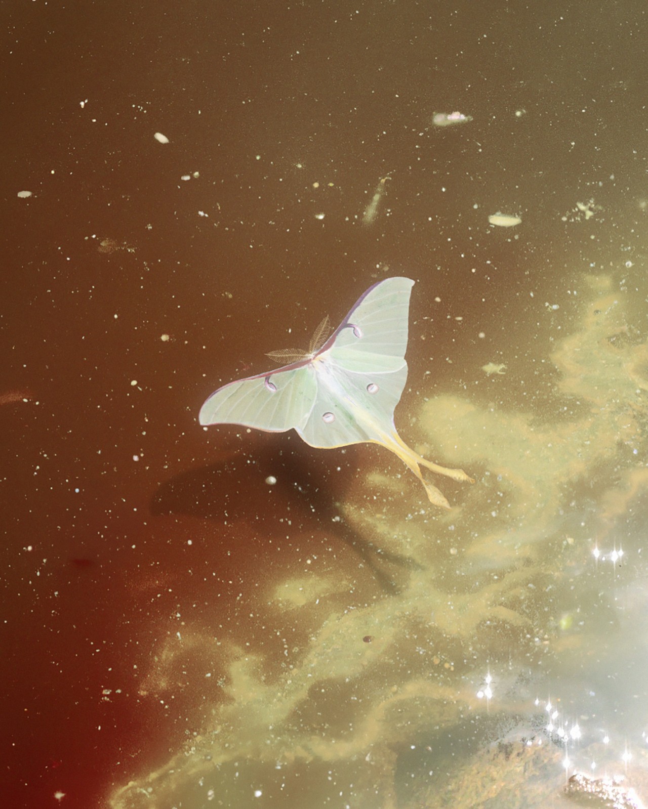 Exploring Consciousness in the Animal Kingdom
