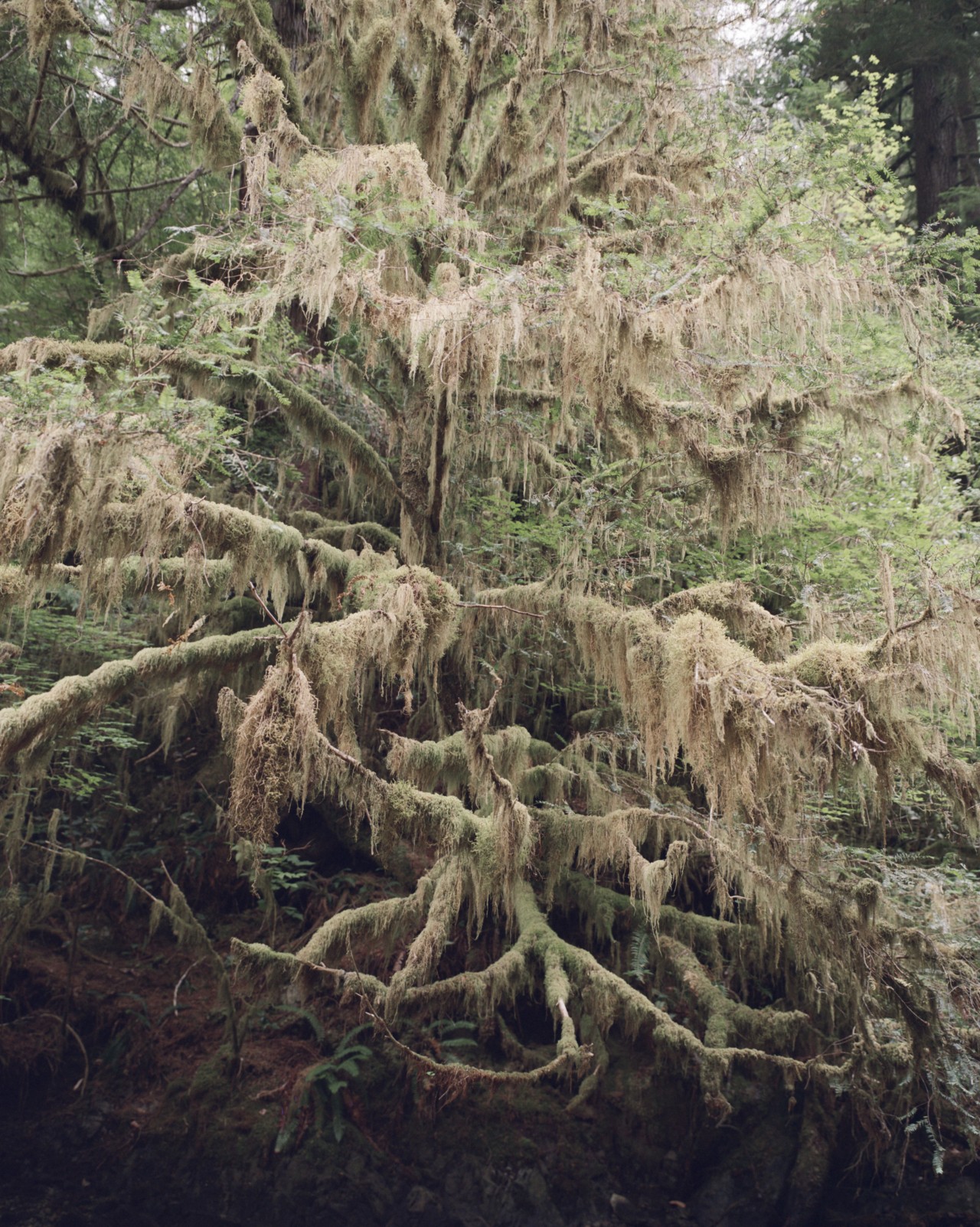 In British Columbia, a Key to Preserving Old Growth Forests: Salmon