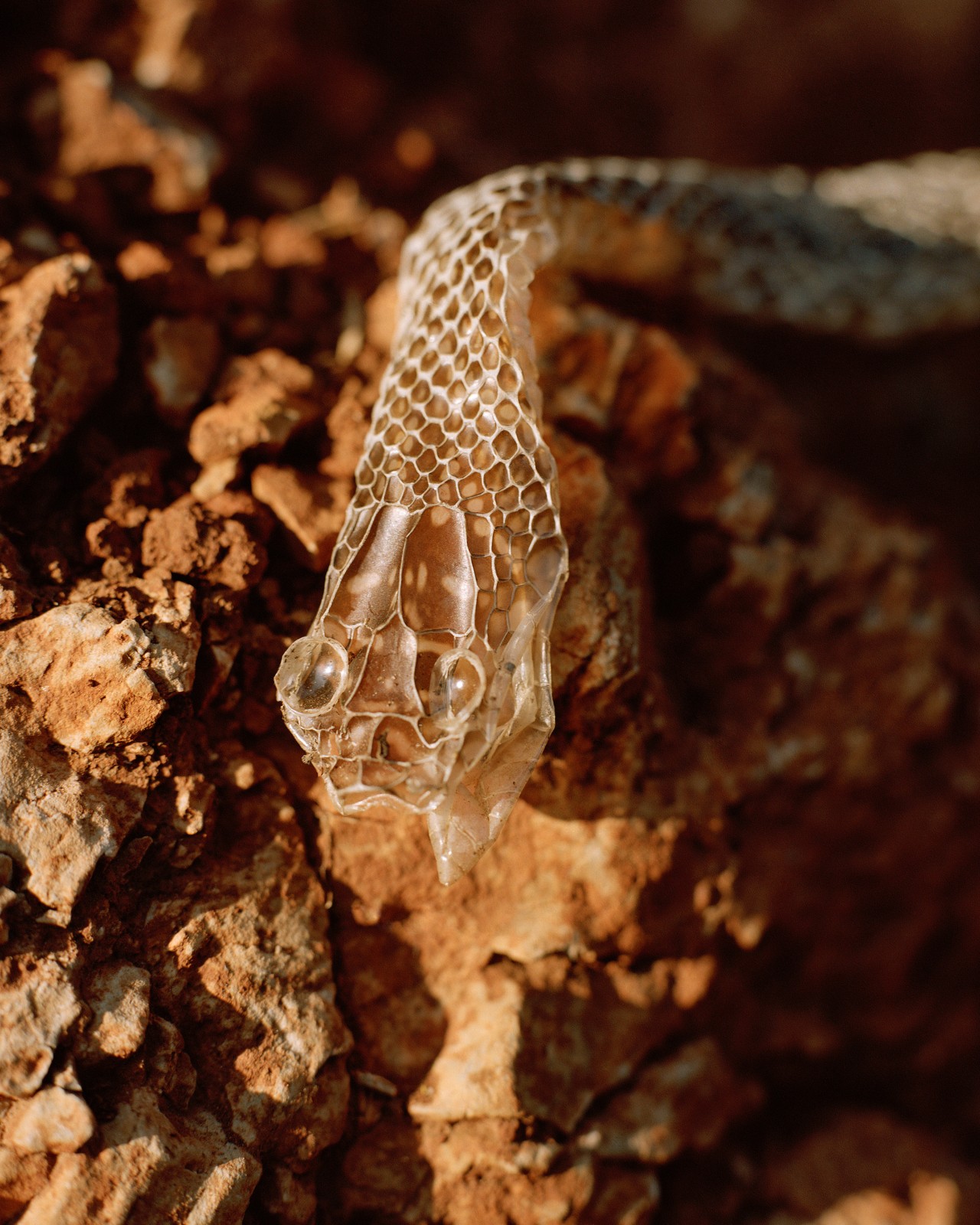 Shedding Skin: The Year of the Wood Snake
