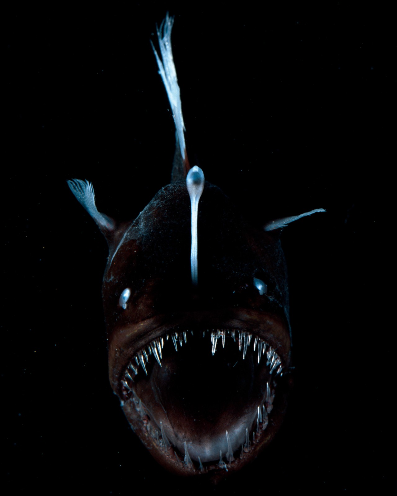 A deep-sea anglerfish swims among the darkest depths of the ocean.