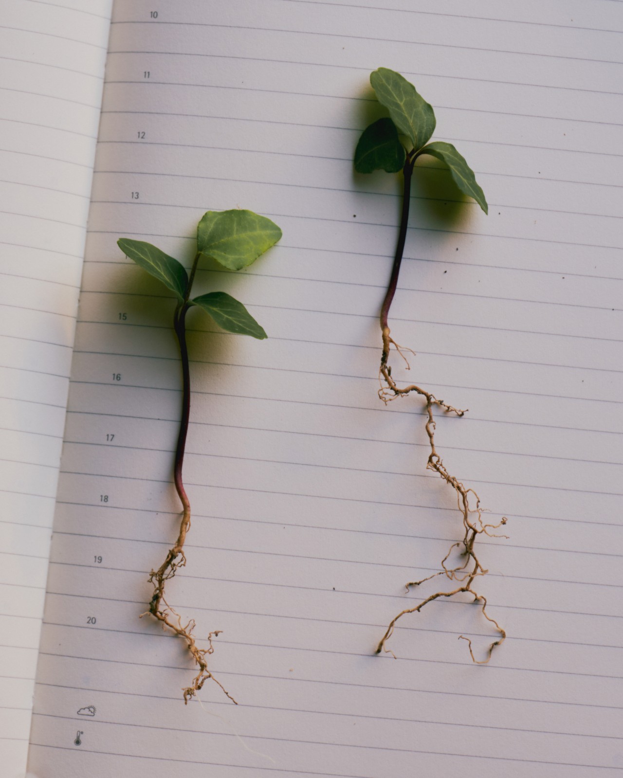 Two uprooted plants lie next to each on a piece of paper.