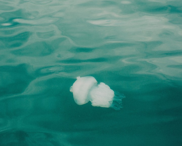 Dear Jellyfish, I’m Sorry for the War We Waged