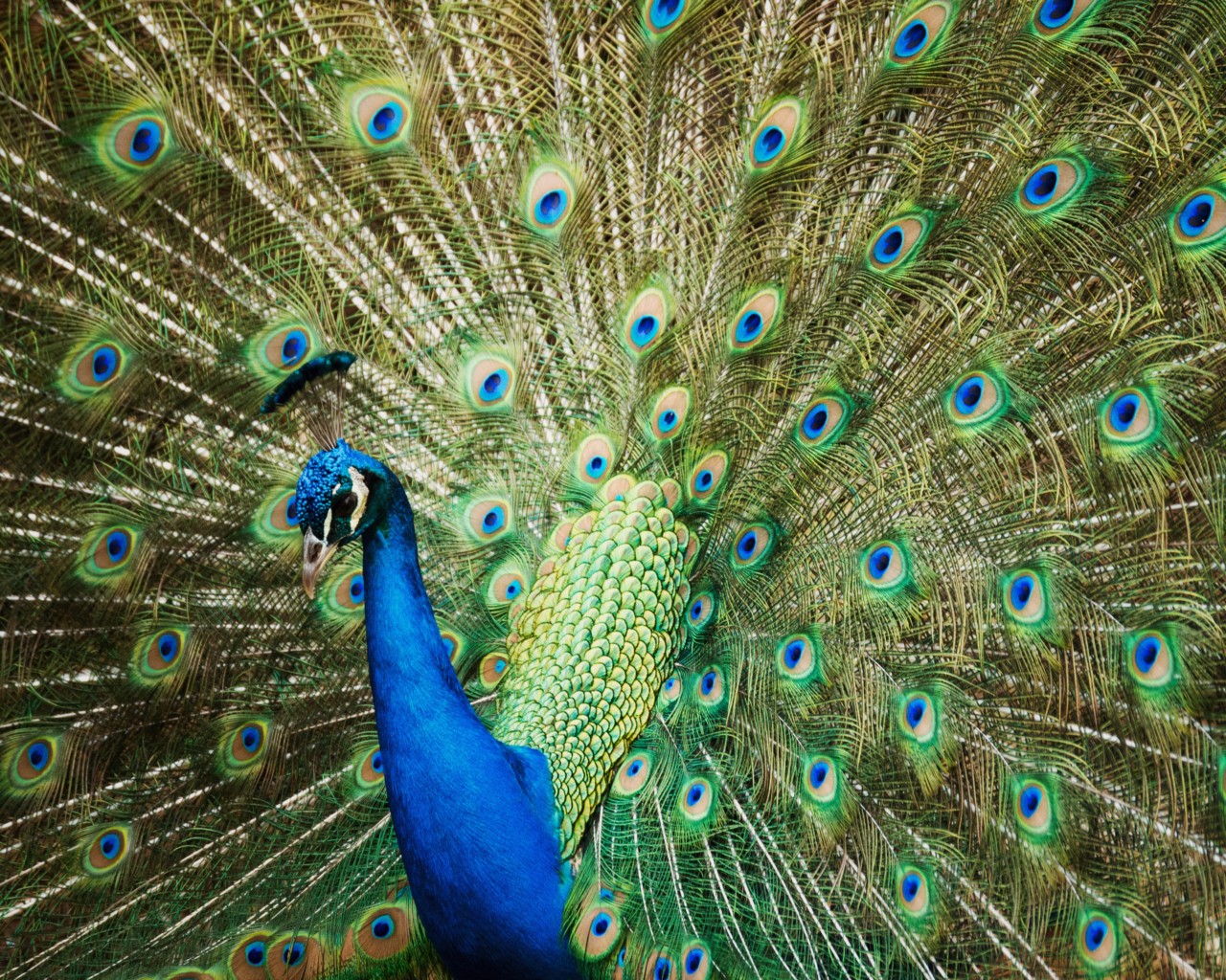 Lessons From Peacocks on Living in Vivid Color