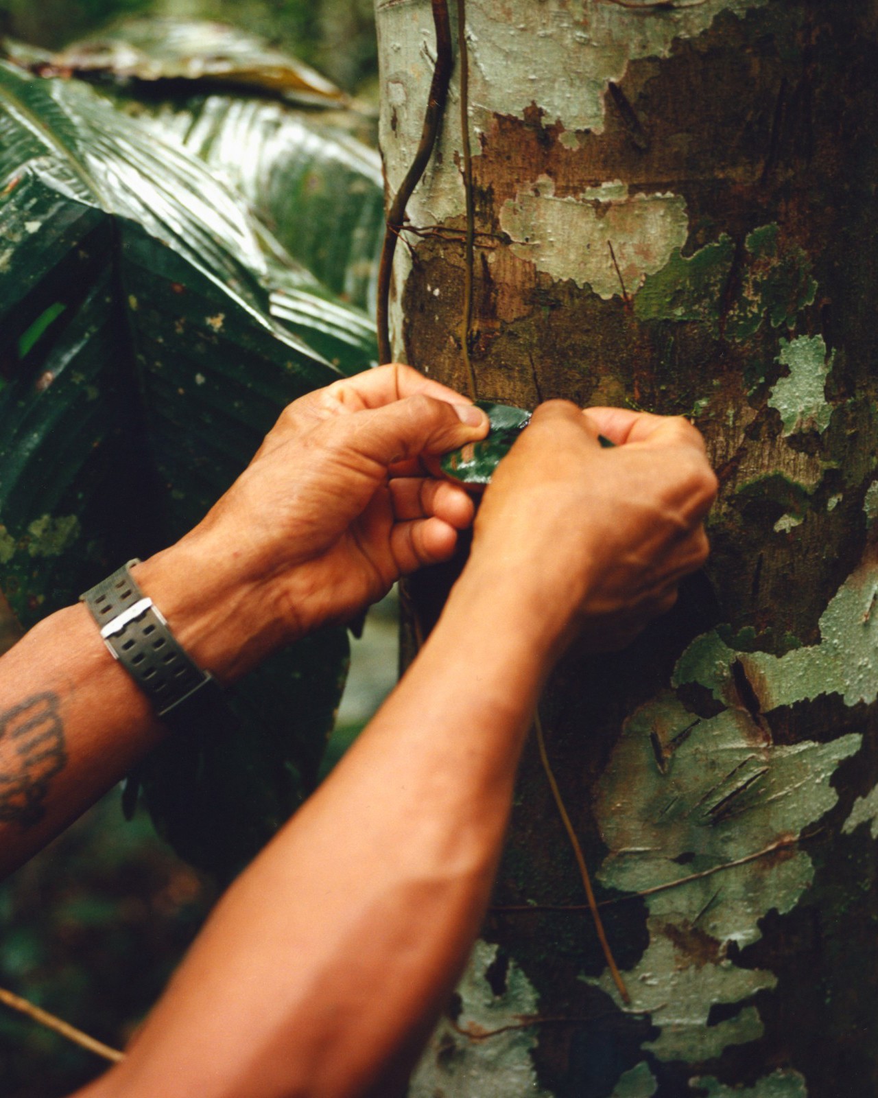 A person grabs a leaf hanging from a tree in the Amazon forest with both of their hands.