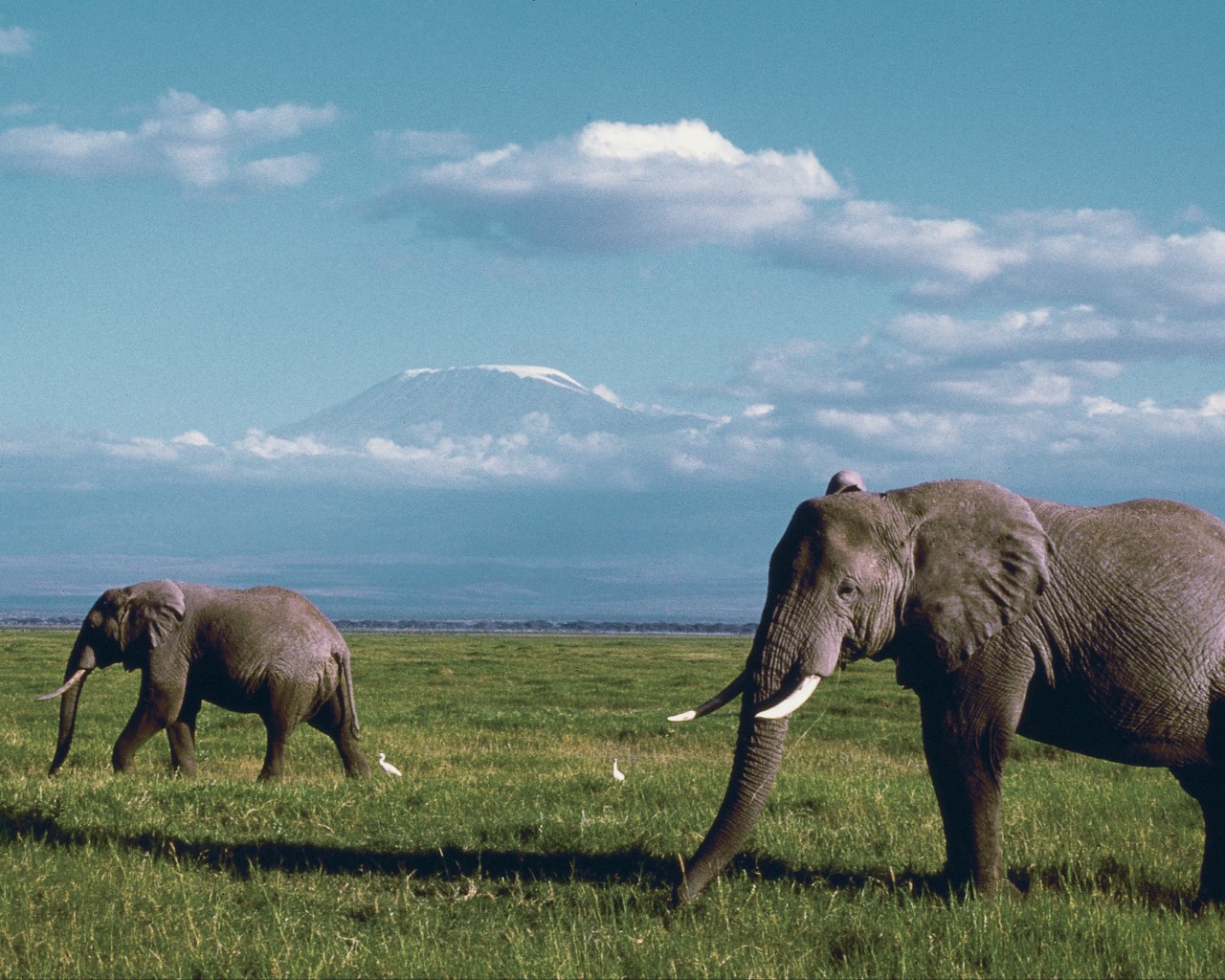 Two elephants walk along a grass plain.