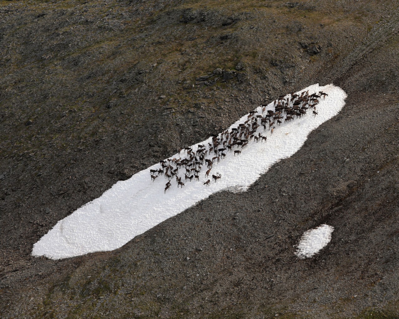 Caribou walk along a large piece of snow in the Arctic National Wildlife Refuge.