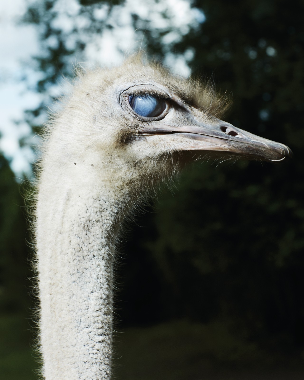 The head of an ostrich with a bright blue eye.