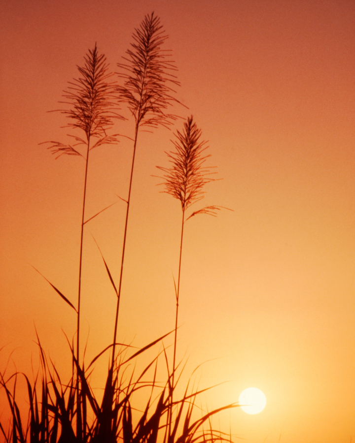 Wheat grows tall in front of a setting sun.