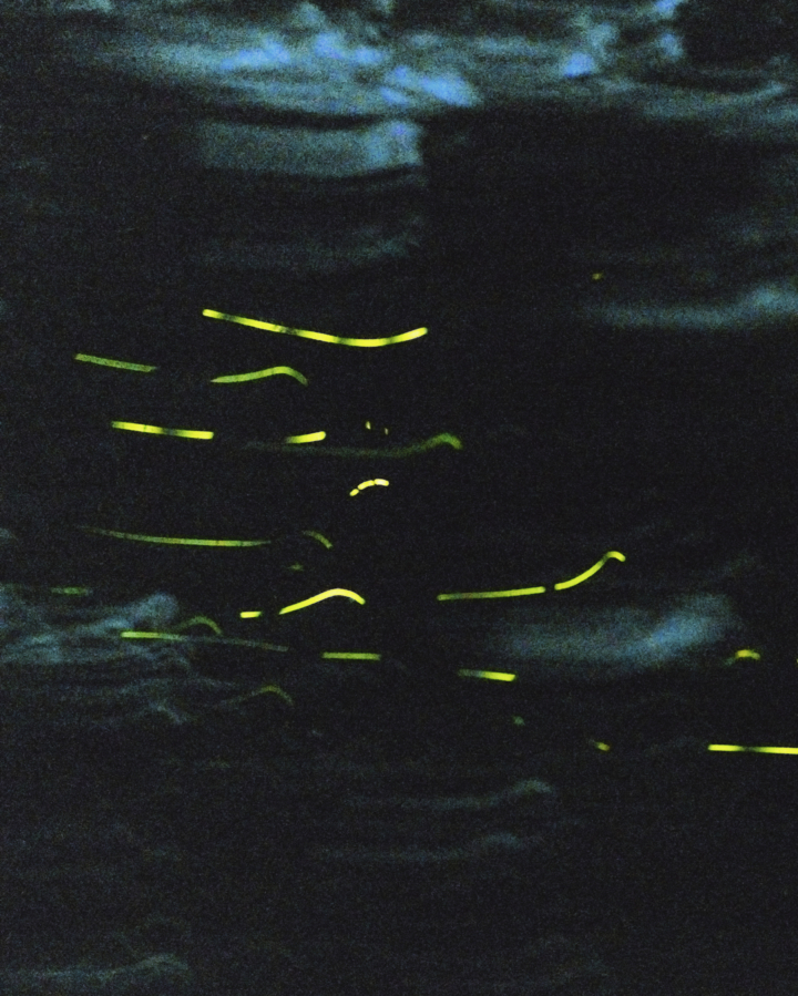 Where Have All the Fireflies Gone?