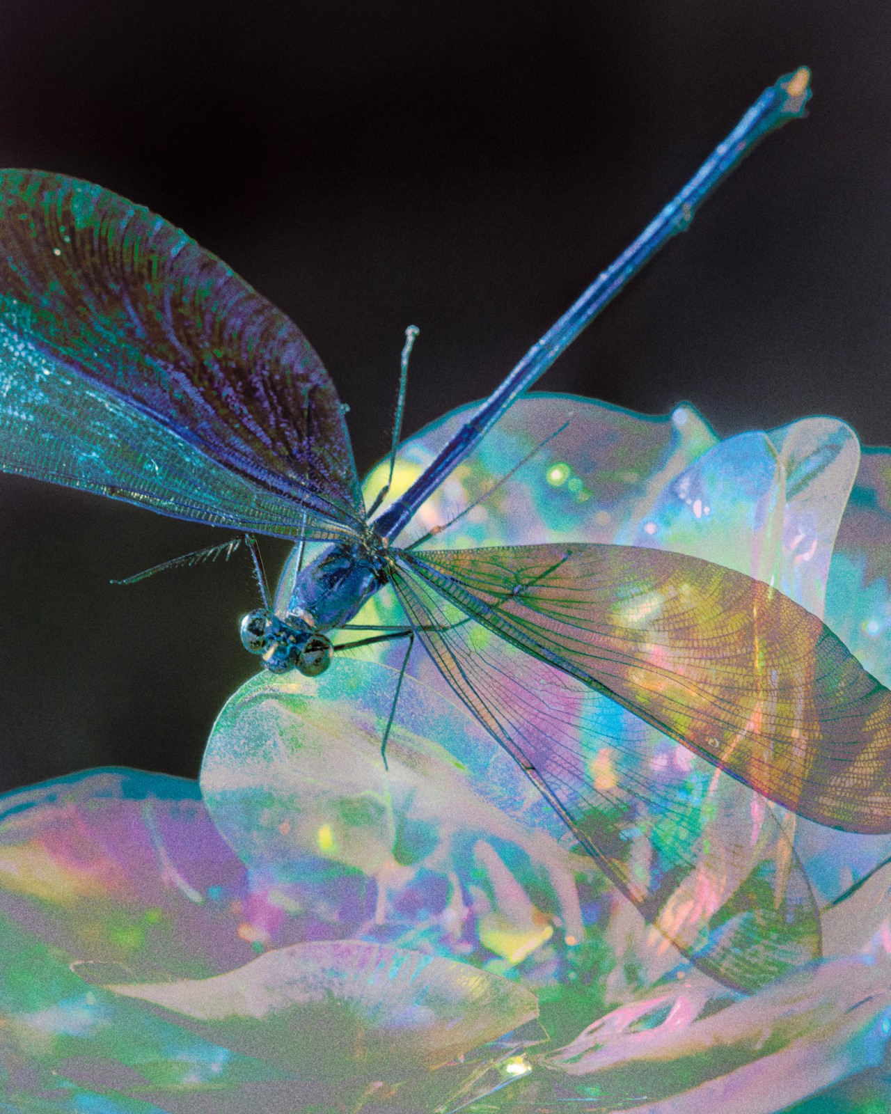 Biomimicry: Learning From Life’s Genius