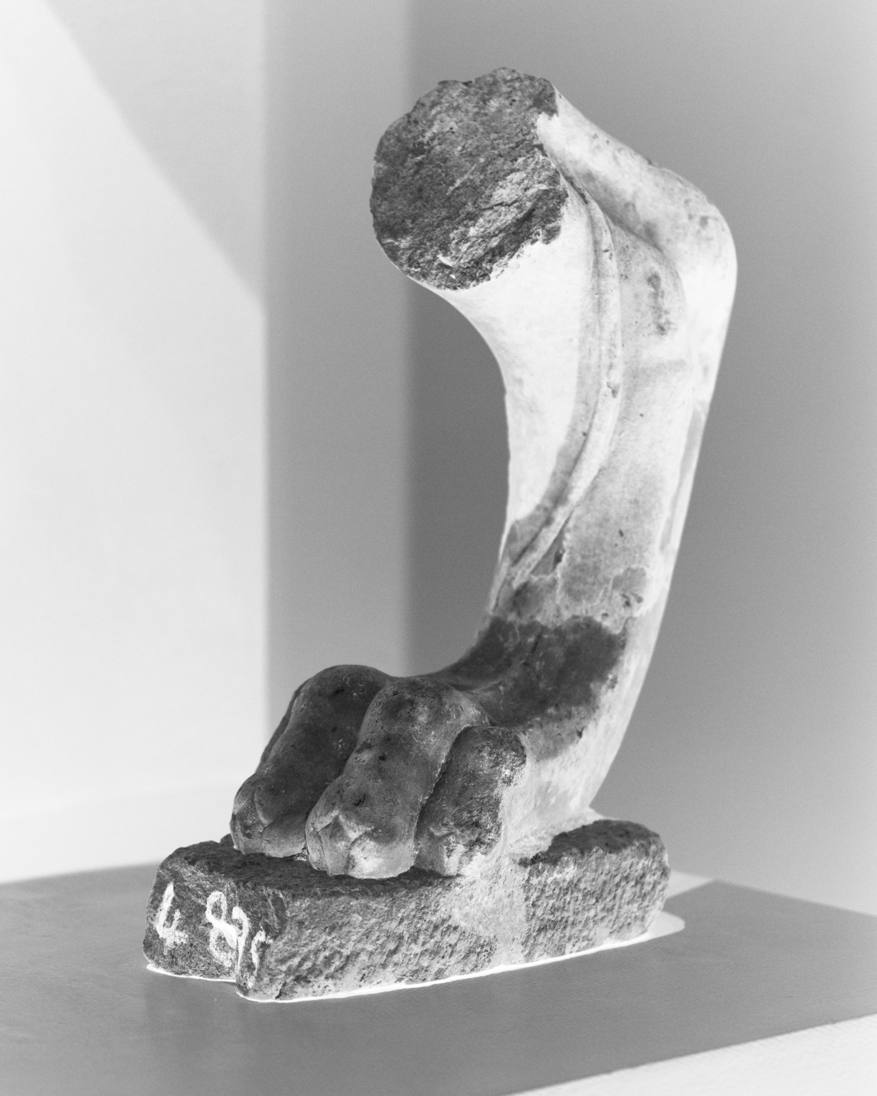 A fossilized animal foot