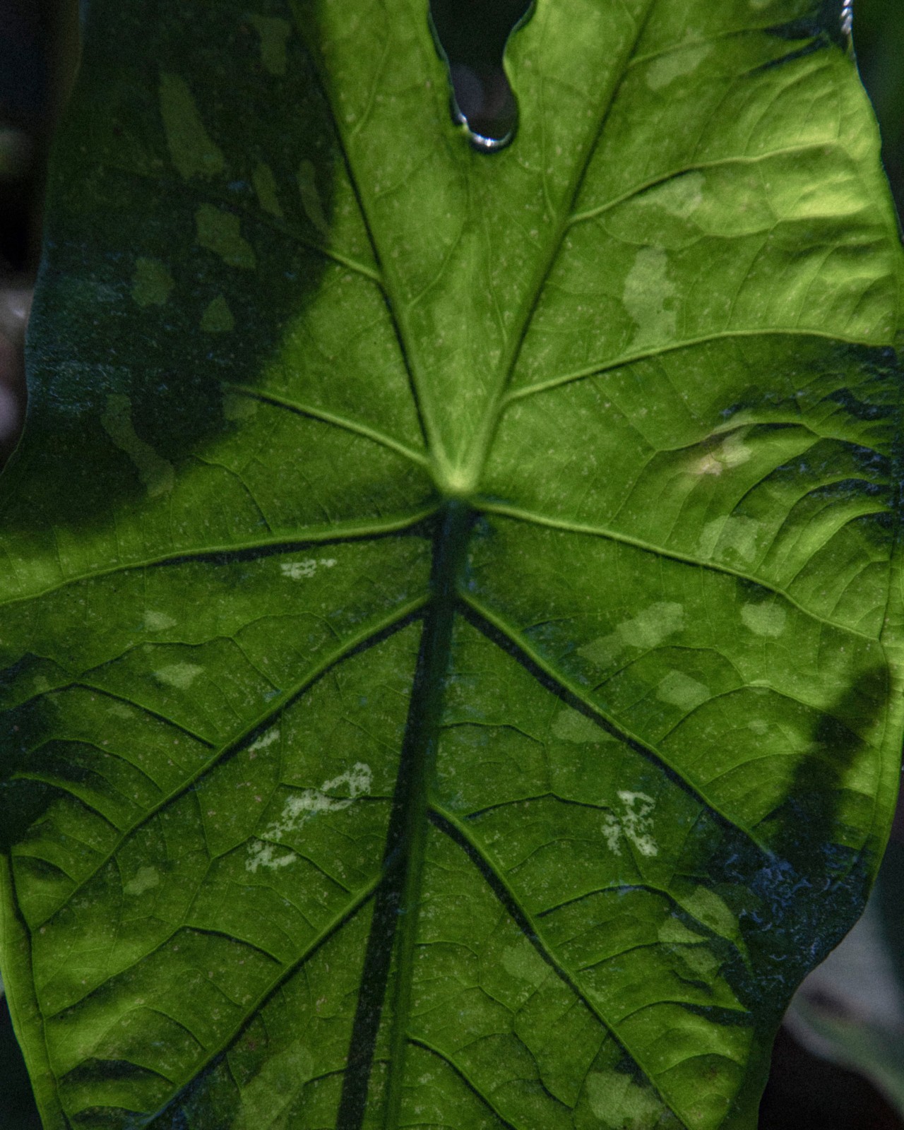 The veins of a leaf.