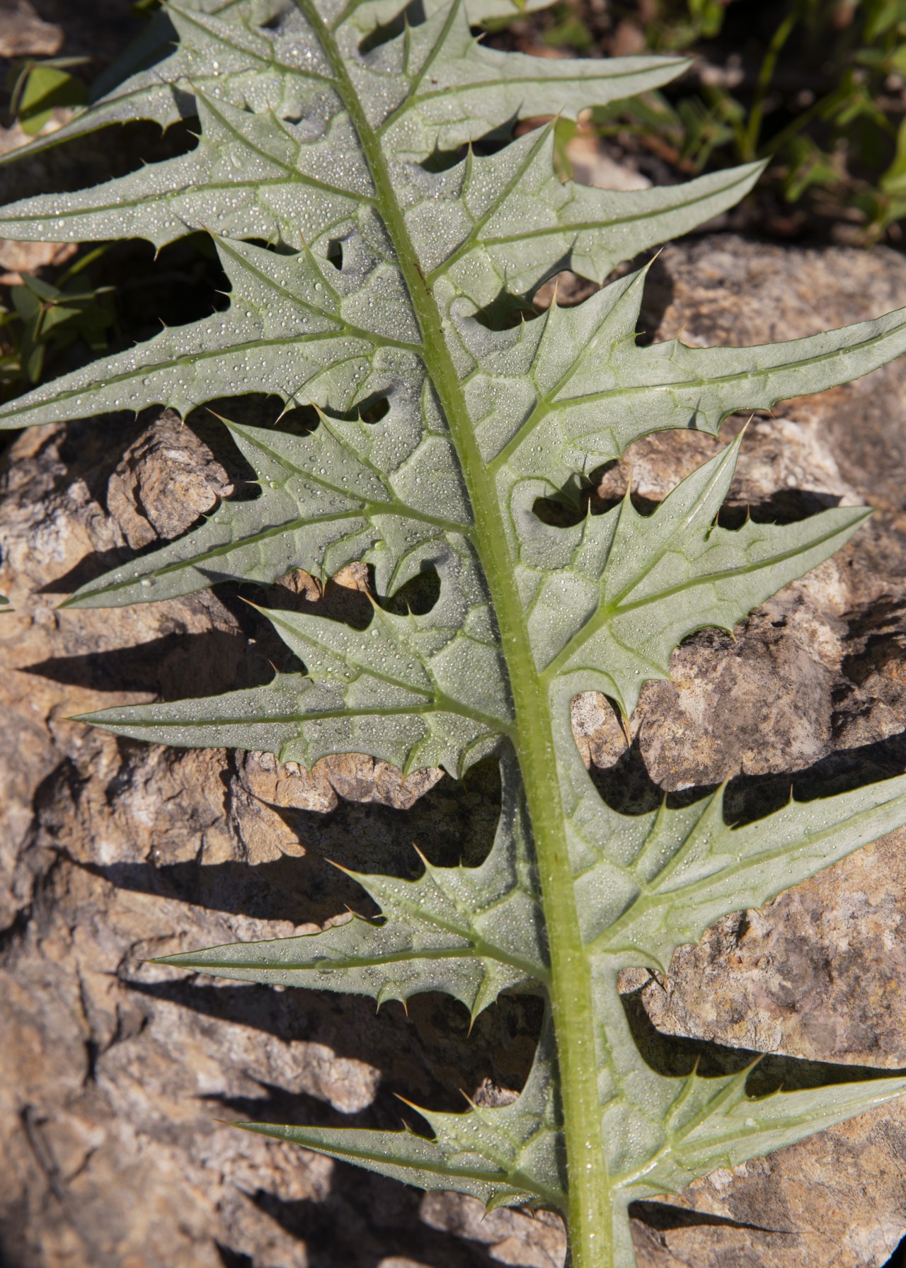 A tattered edges of a green leaf form fractals