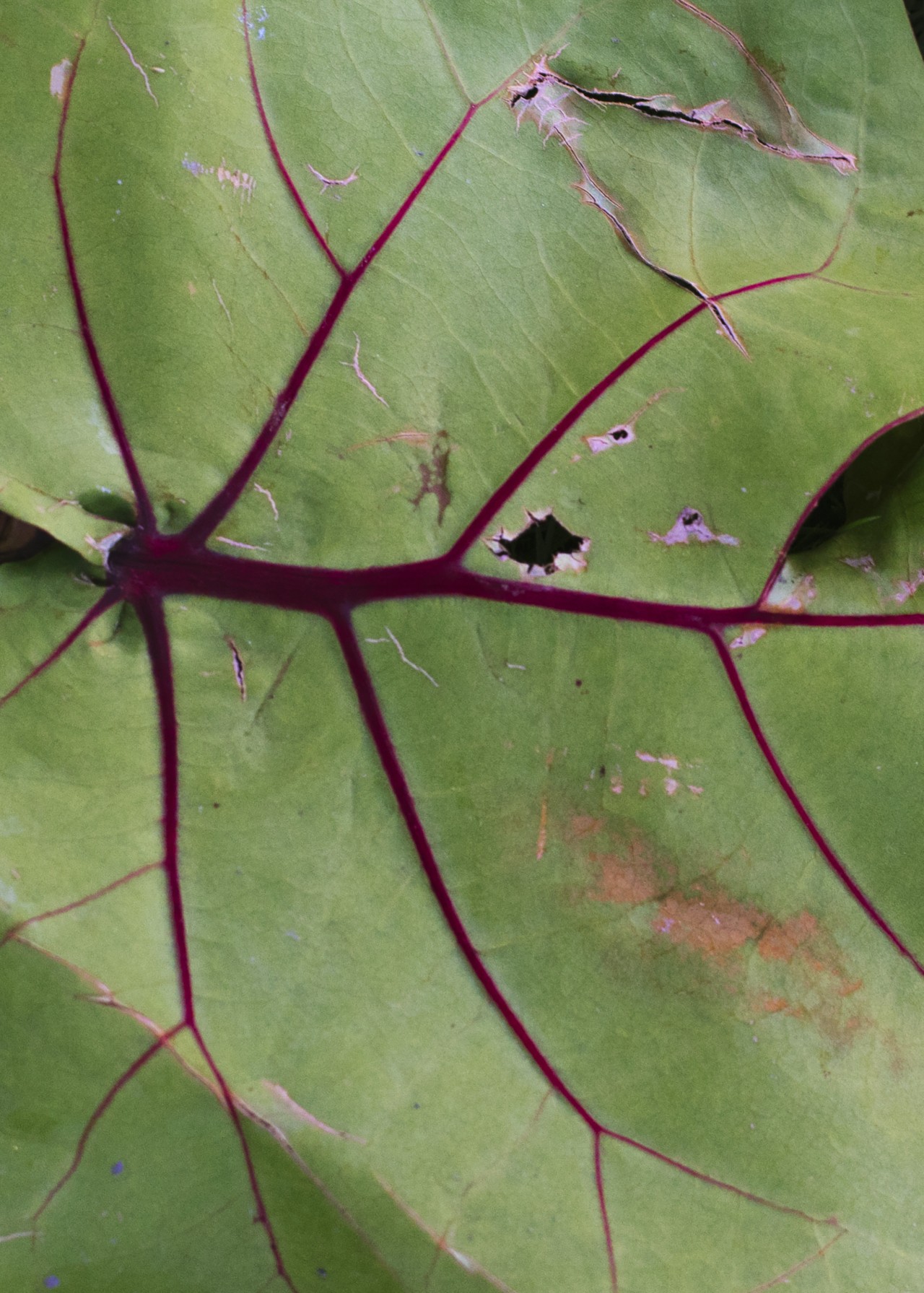 The red veins of a green leaf form a fractal pattern.