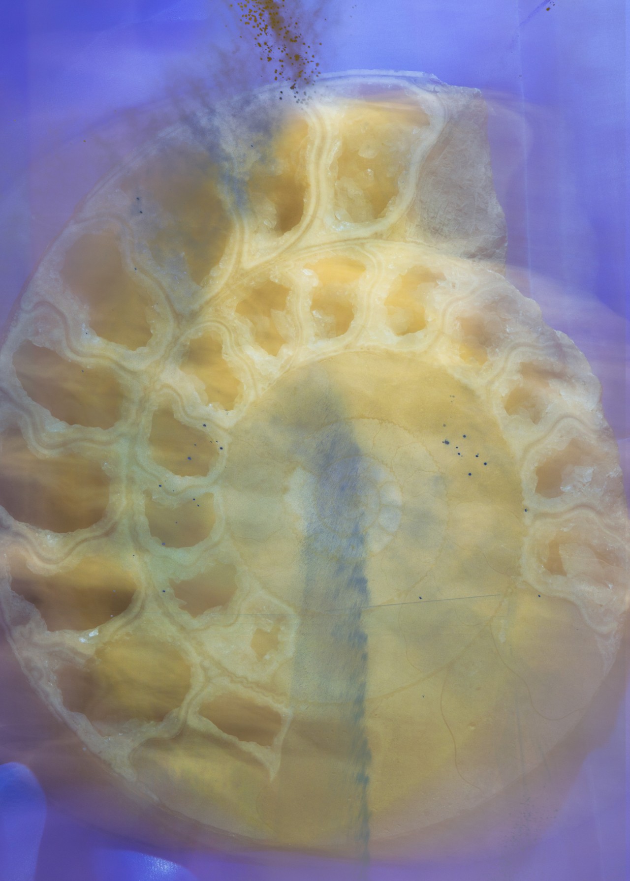 A yellow sea creature spiral
