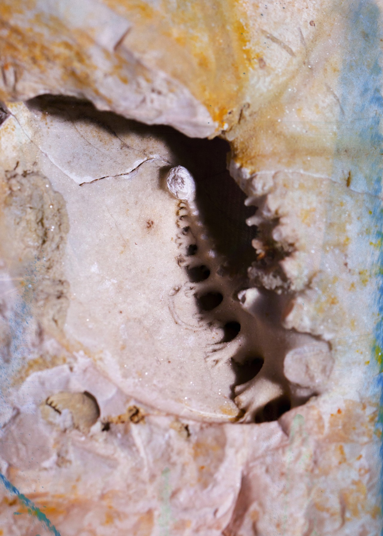 A colorful sea shell