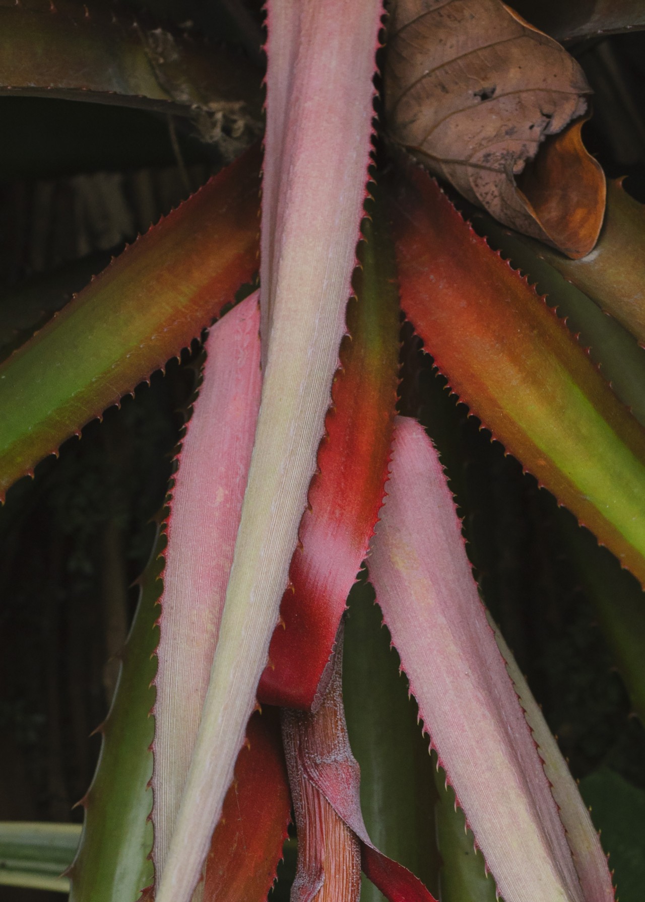 Pink and green cactus leaves.