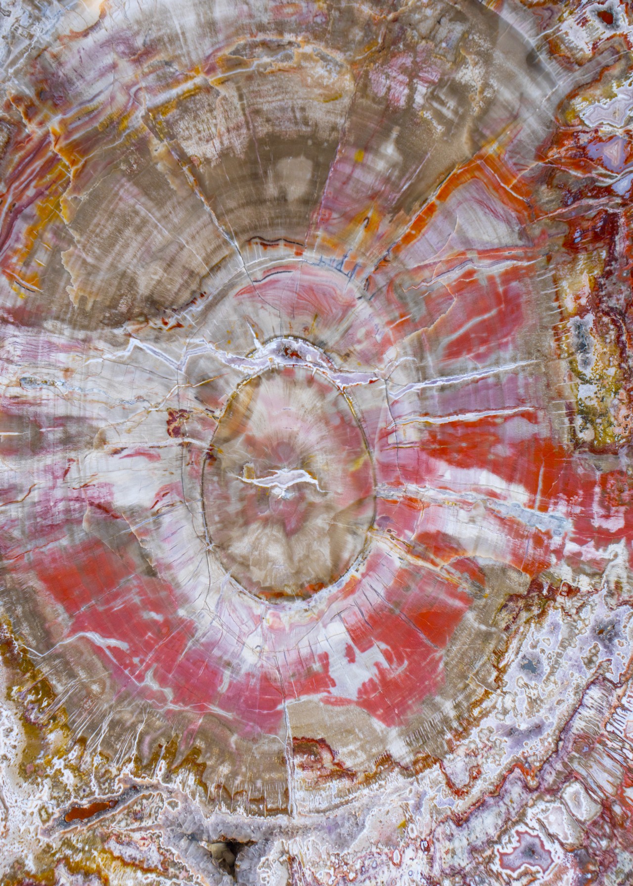 White and pink hues splattered on the inner rings of a cut down tree trunk.