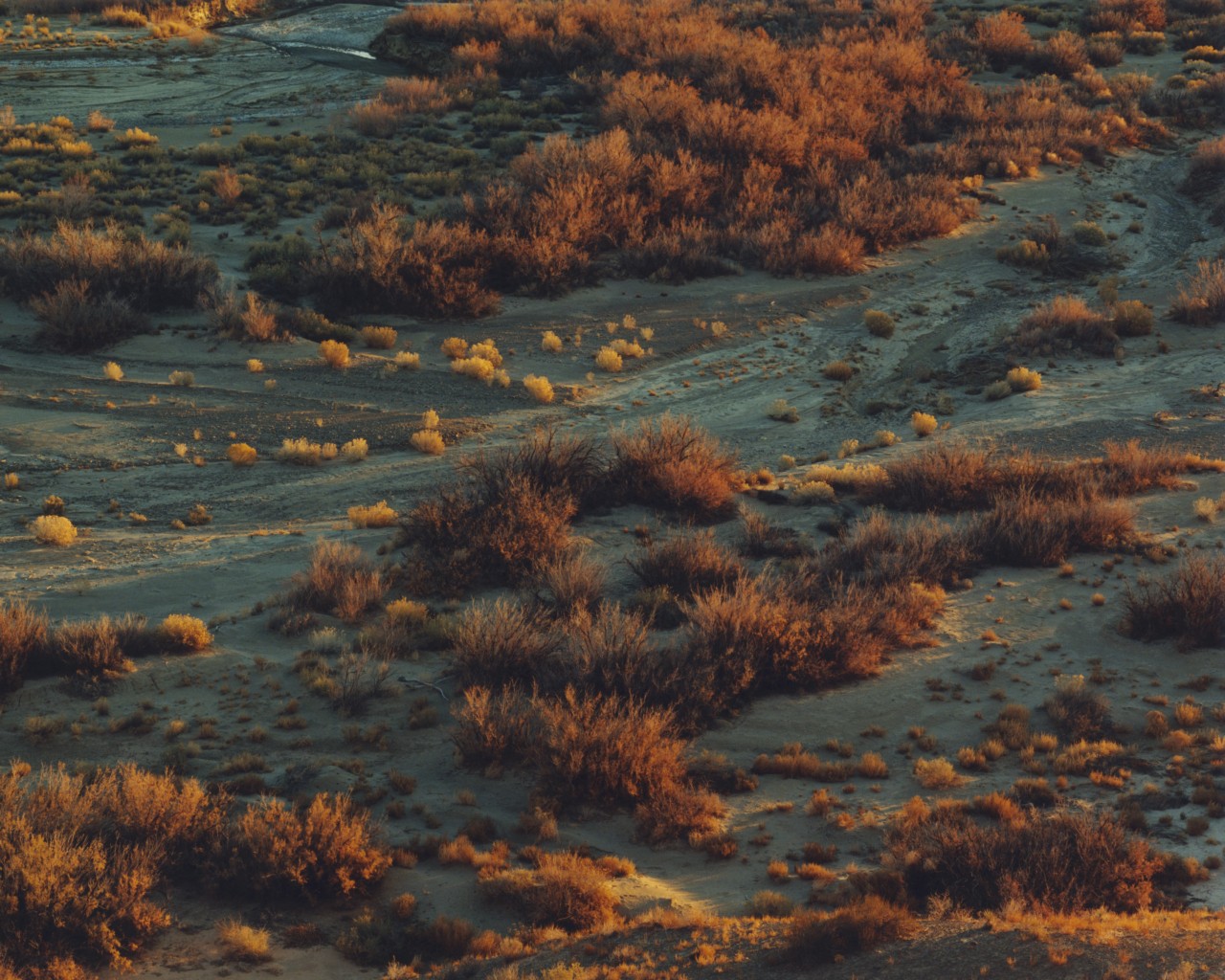 Dry bush in Utah's Glen Canyon.