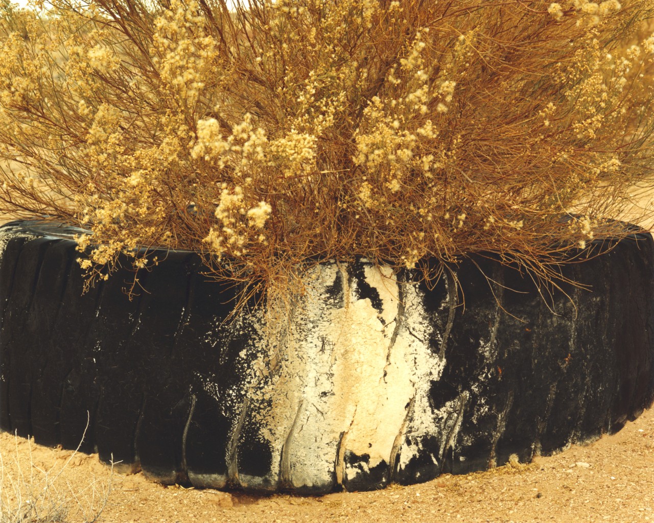 Desert plants in Utah's Glen Canyon.