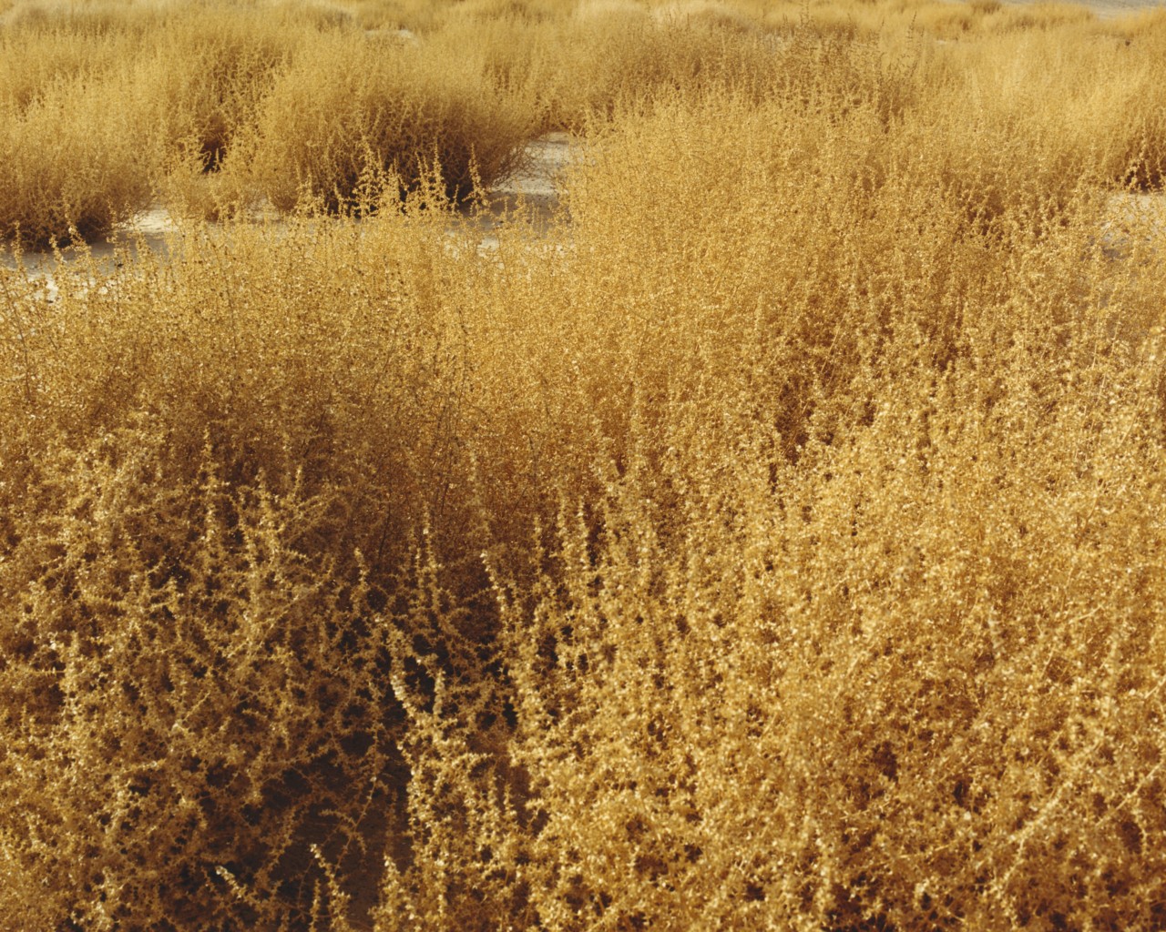 Yellow grass in Glen Canyon.