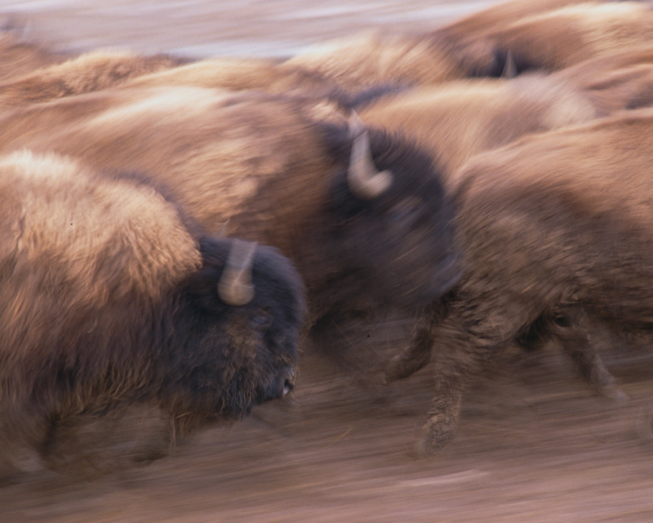 A herd of bison run.