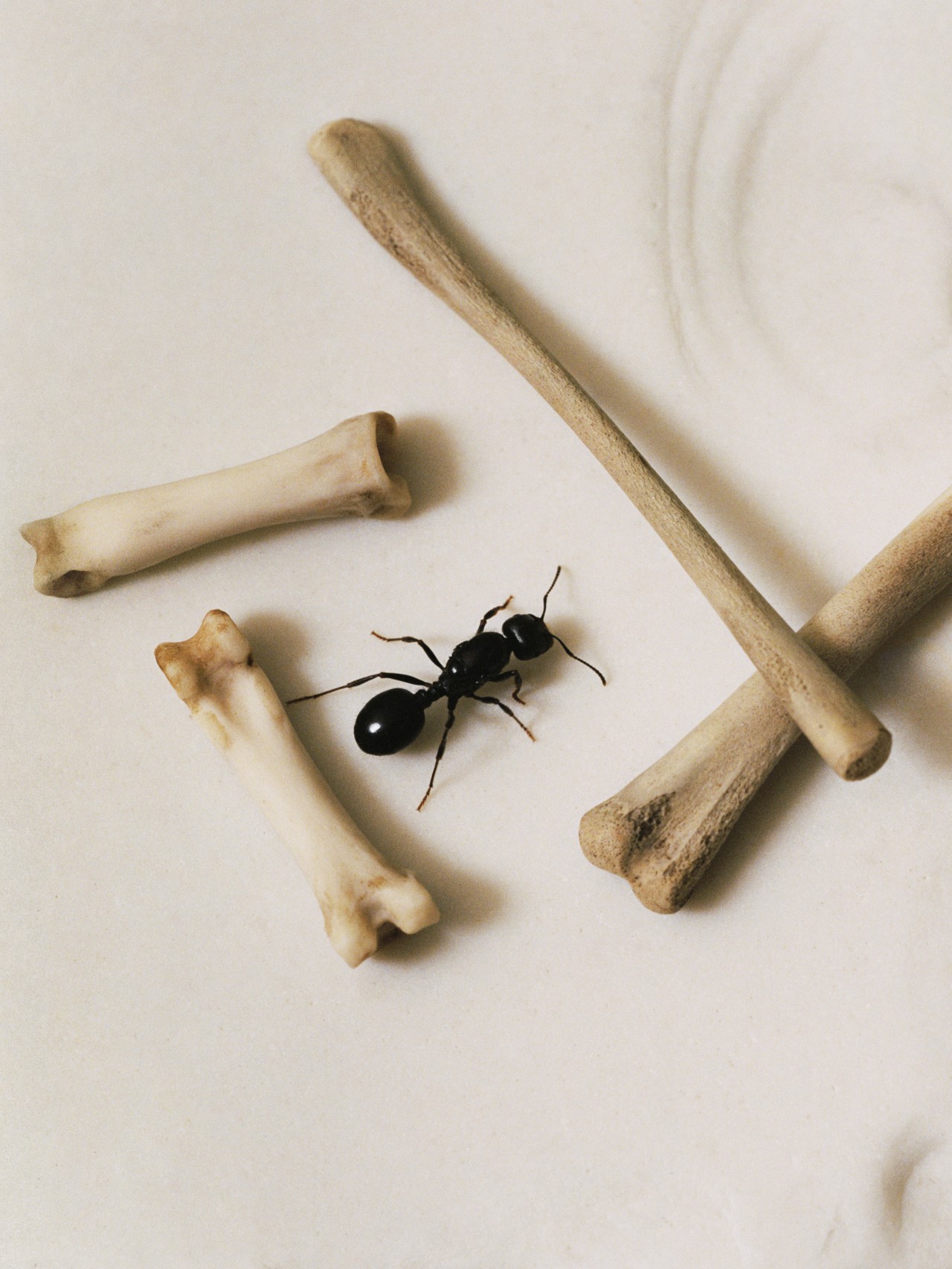 A large black ant is surrounded by 4 small bones.
