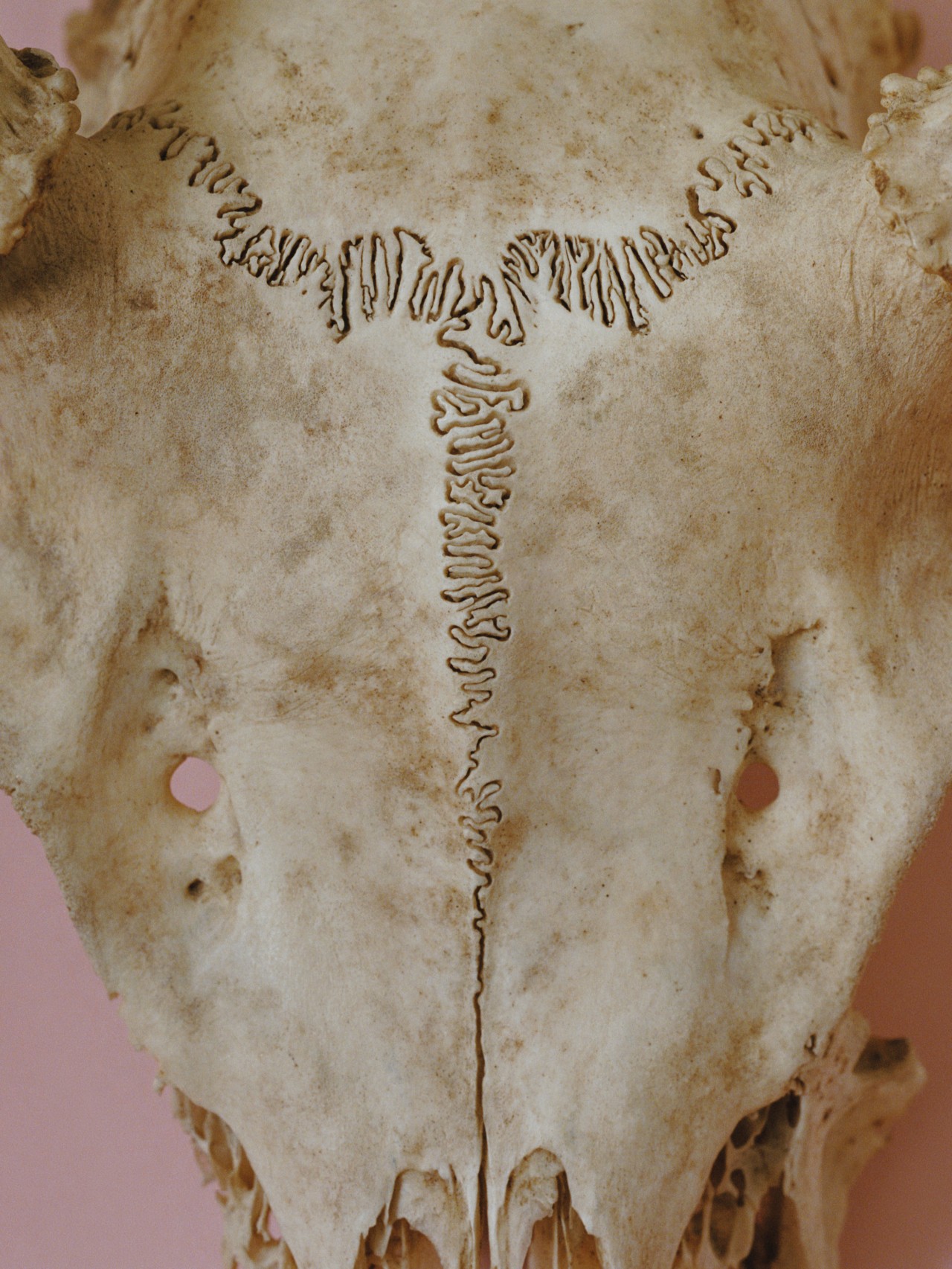 A fossilized bone.
