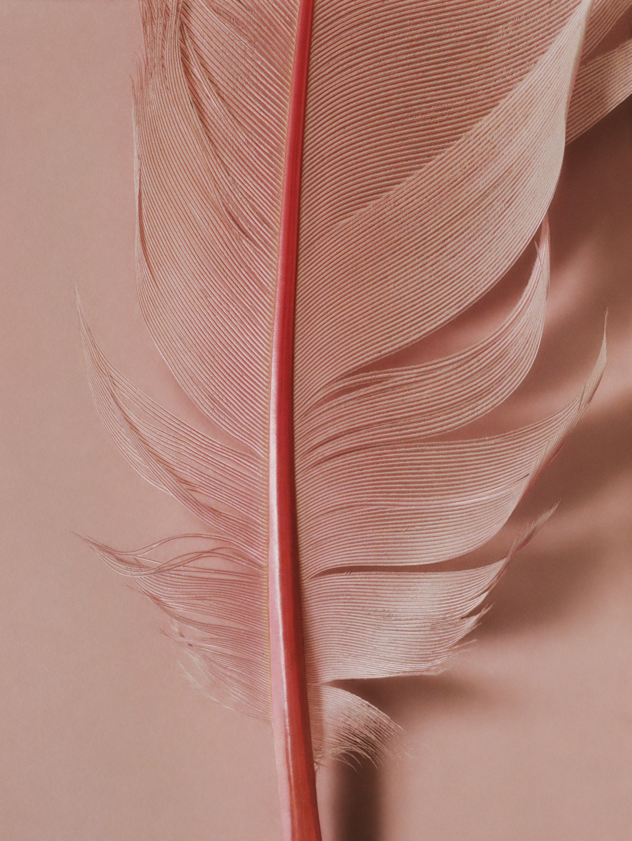 A lone pink feather against a pink background.