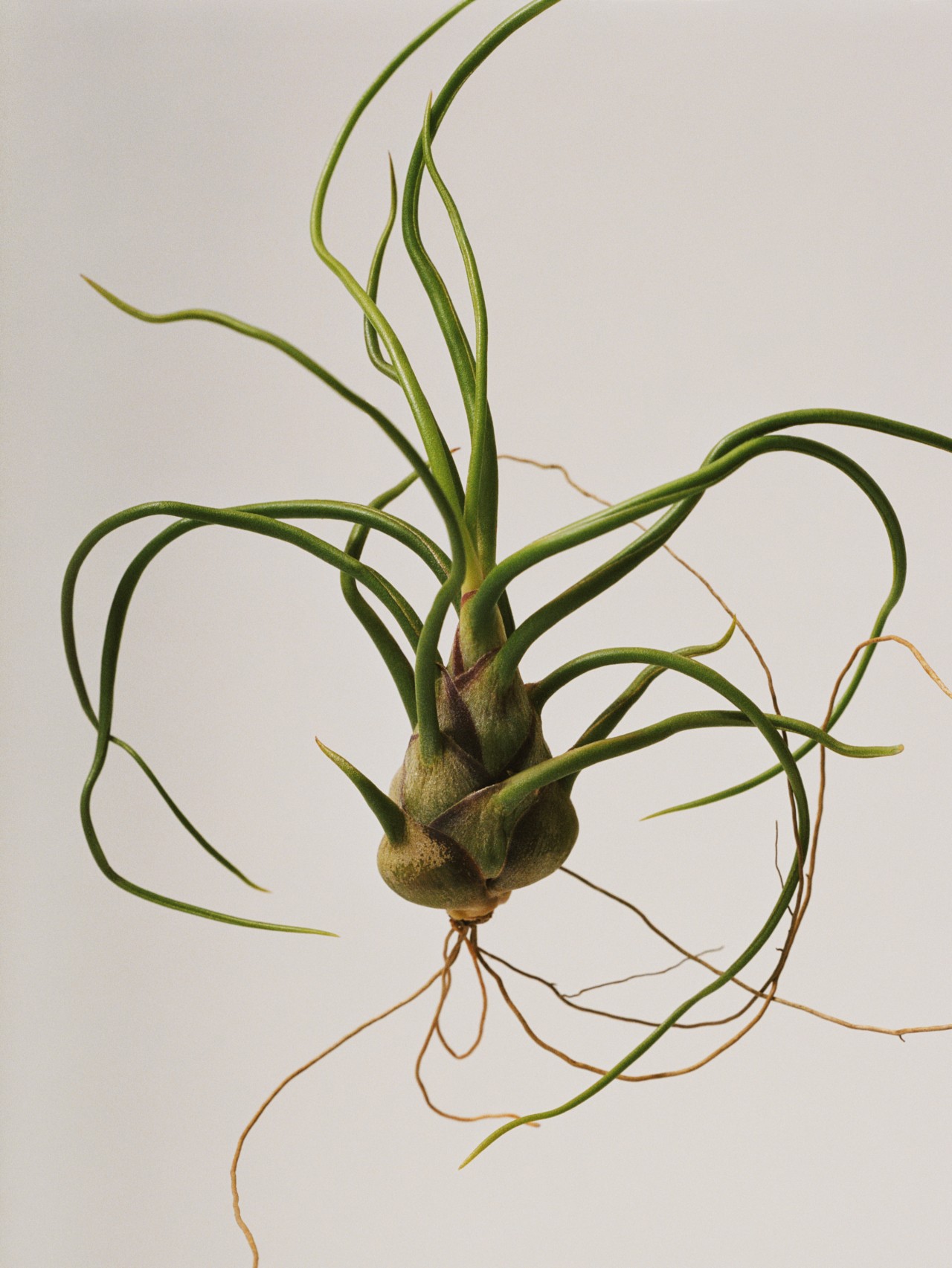 Skinny white and green roots grow from the bulb of a plant.
