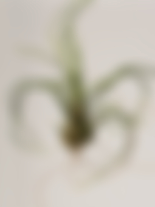 Skinny white and green roots grow from the bulb of a plant.