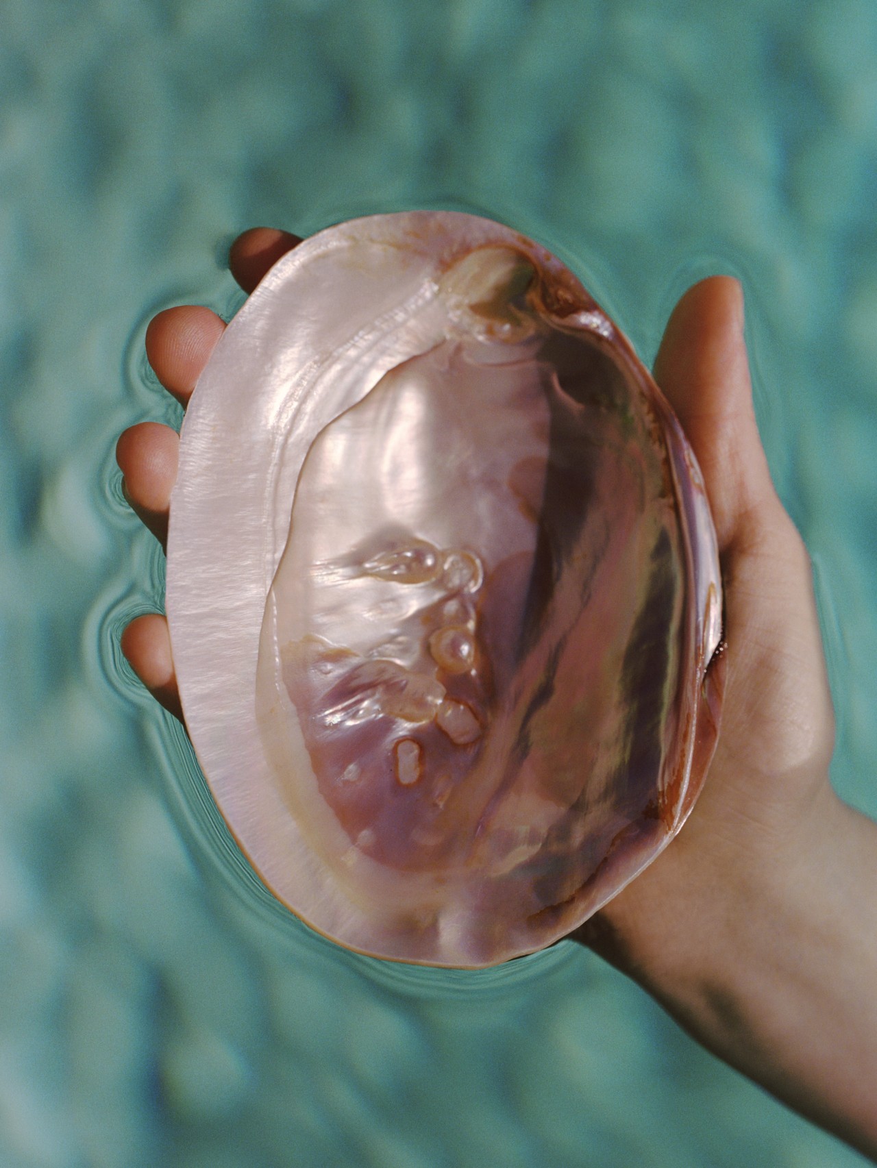 Someone holds the inside of a large, reflective shell above the water surface.