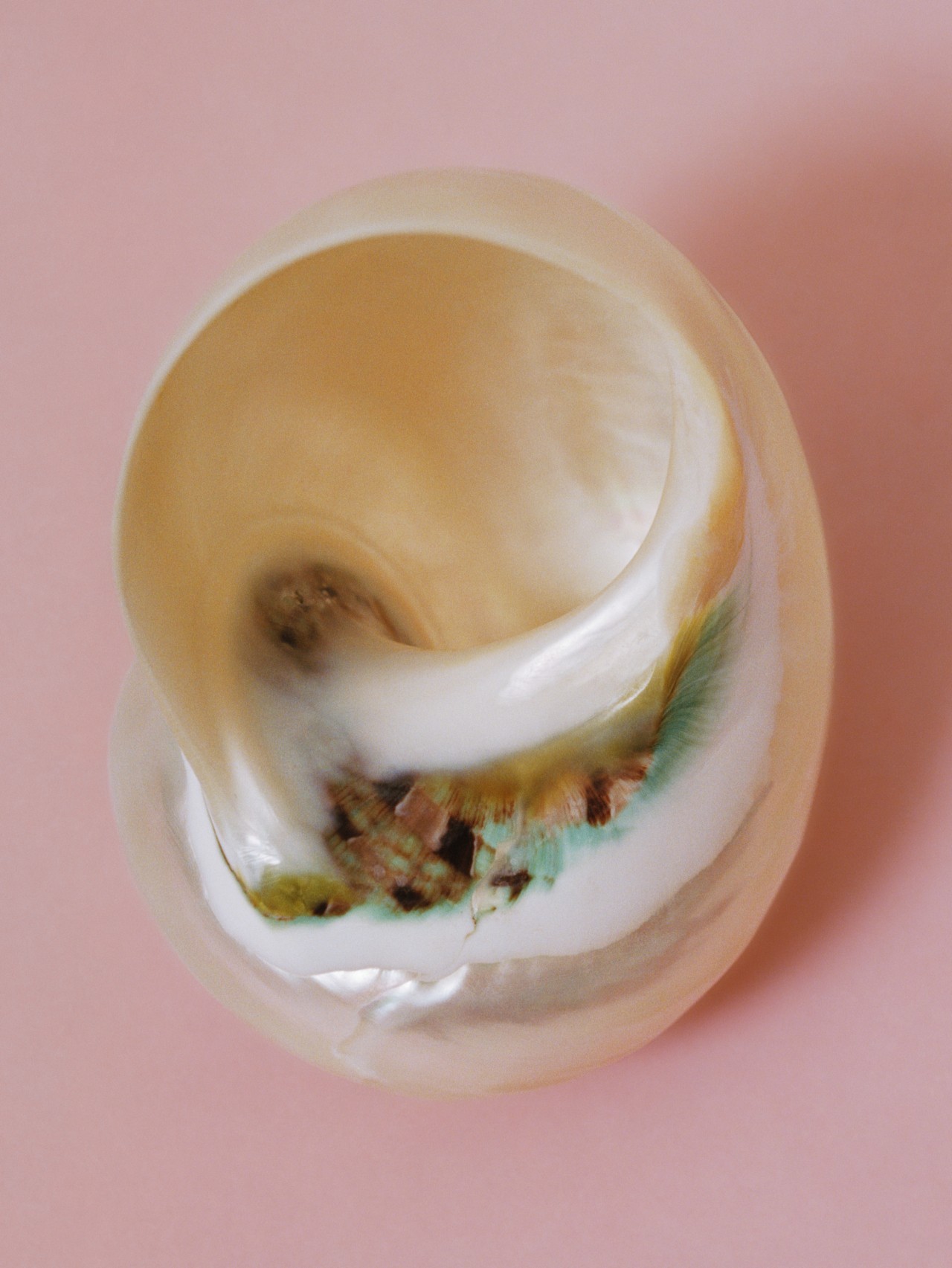 a pearly white shell lays on a pink background.