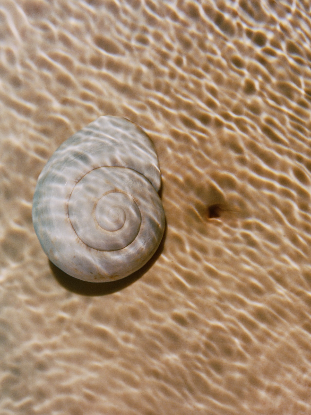 A seashell with a spiral on it lays along the seabed floor.