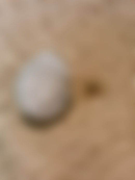 A seashell with a spiral on it lays along the seabed floor.