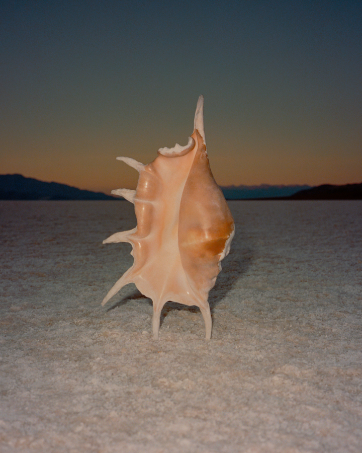 A sea creature with a pink shell stands upright on a sandy beach.