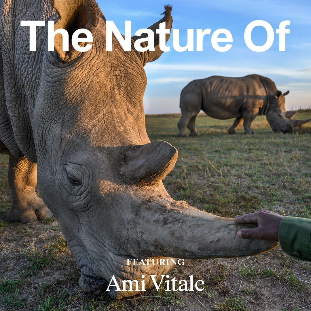 Close-up image of a rhinoseros standing with its head tilted down, a human hand lovingly touching one of the animal's horns.