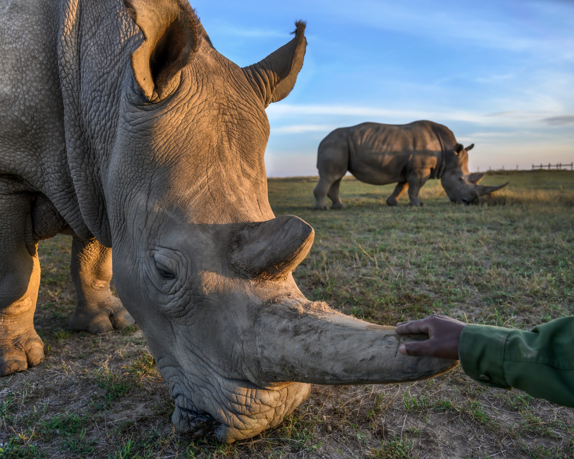 Close-up image of a rhinoseros standing with its head tilted down, a human hand lovingly touching one of the animal's horns.