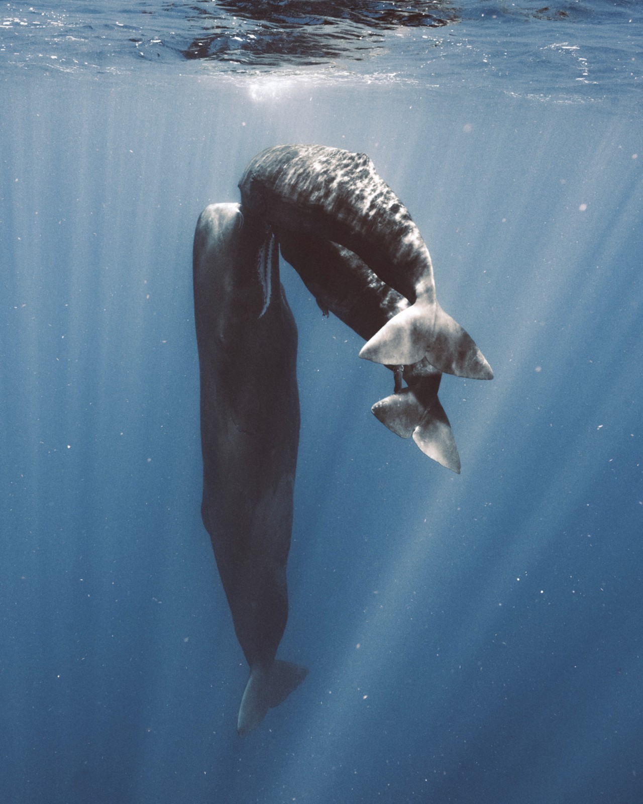 A mother sperm whale nurses her two calves.