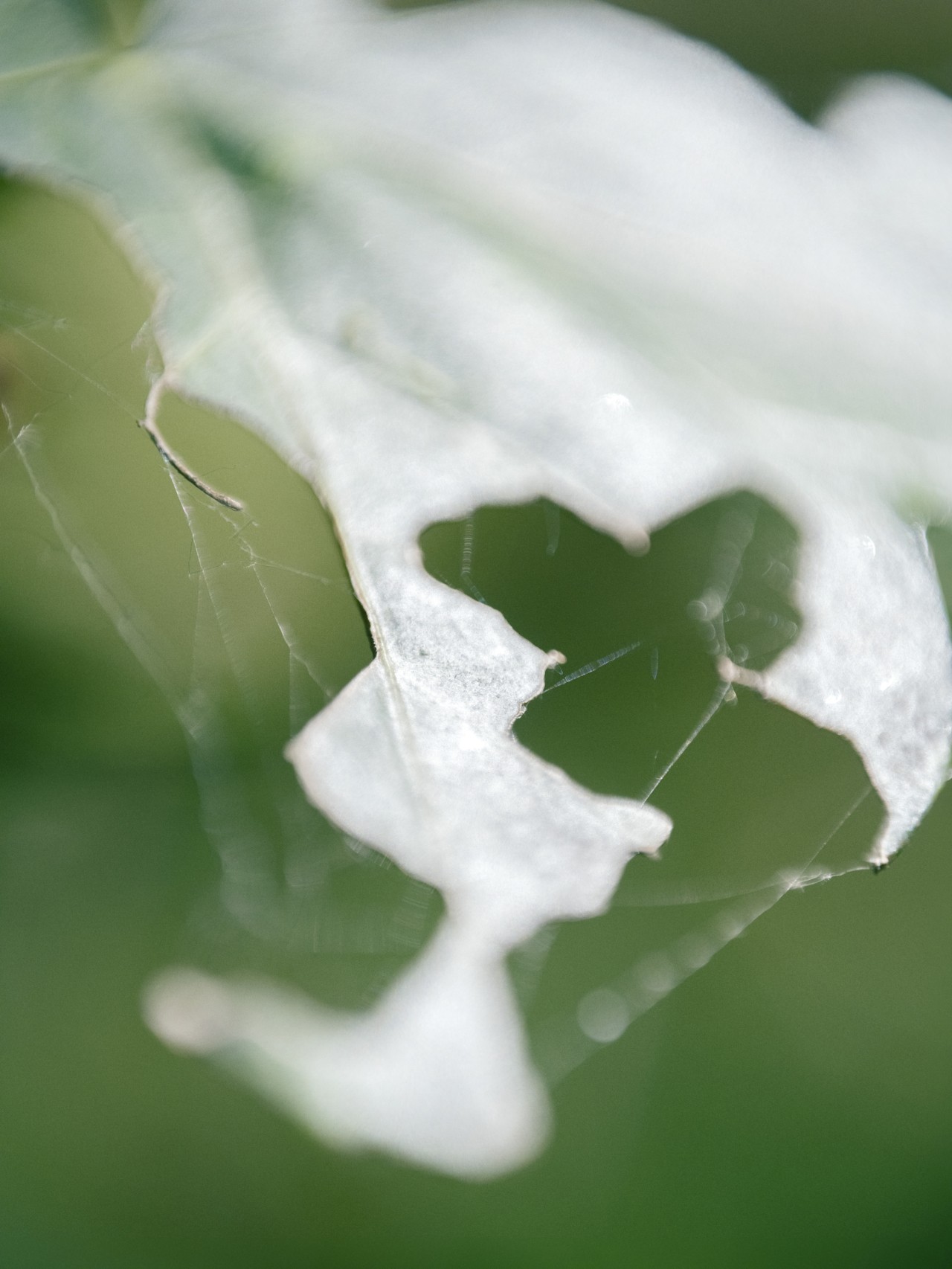 Close-up photo of a leaf that has been partially eaten by a bug.