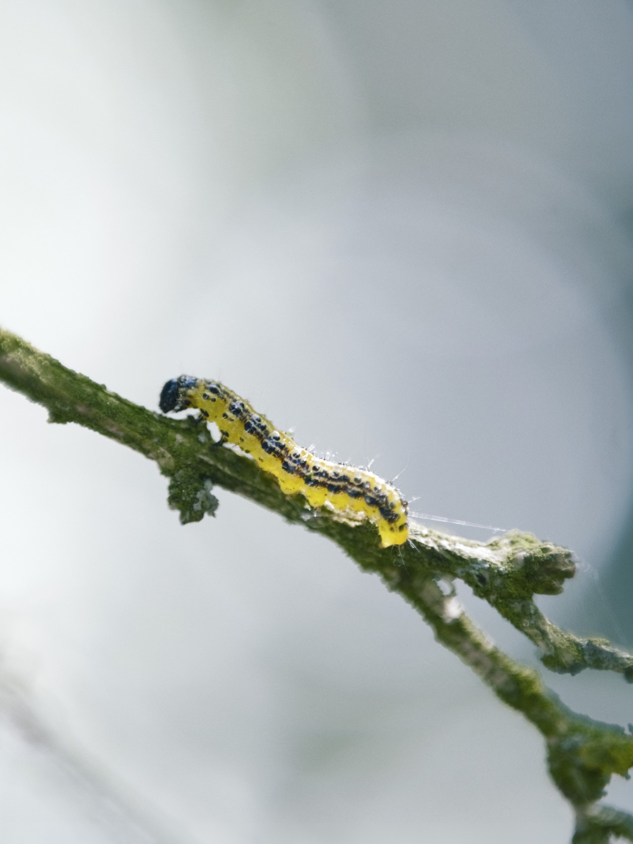 Caterpillar crawling along a branch.