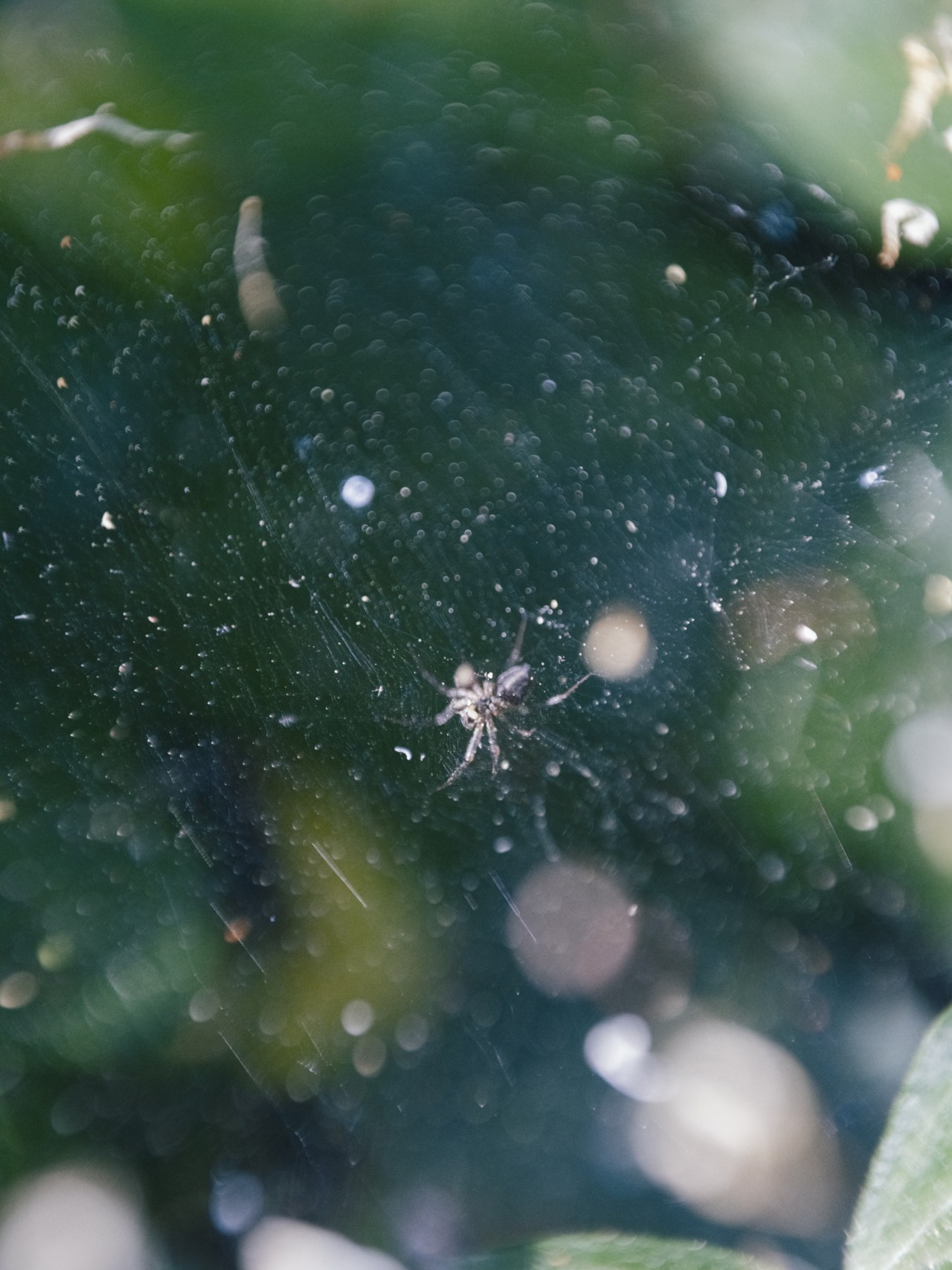 Spider and its web.