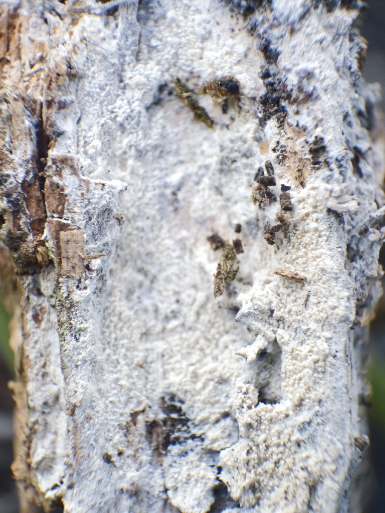 Up-close image of tree bark and white mycelium.