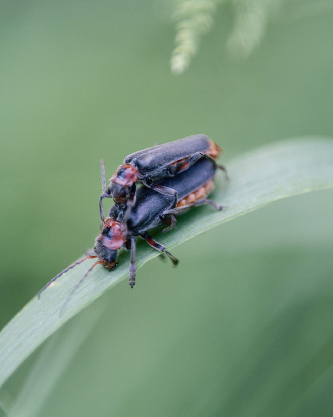 Up-close photograph of two bugs mating.