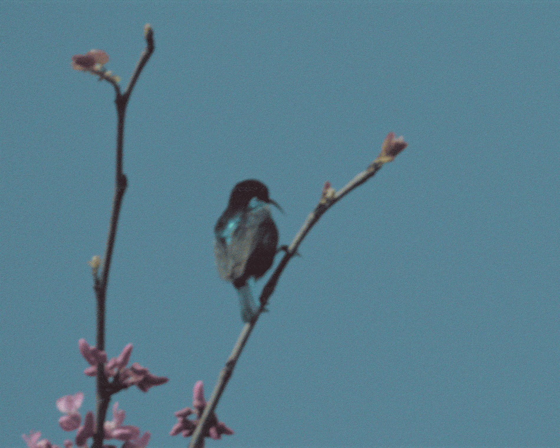Palestine sunbird