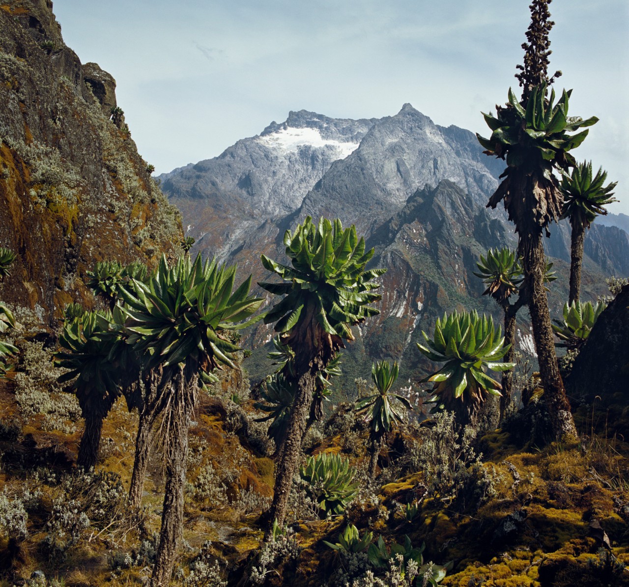 Snow-capped mountain in distance